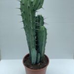 Myrtillocactus geometrizans - Vivai Frappetta