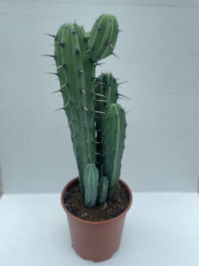 Myrtillocactus geometrizans - Vivai Frappetta