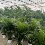 Piante di Areca - Vivai Frappetta