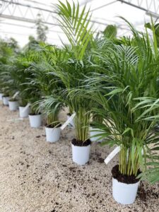 Piante di Areca - Vivai Frappetta
