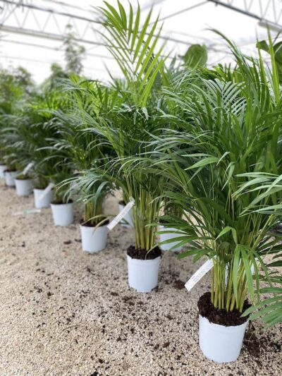 Piante di Areca - Vivai Frappetta