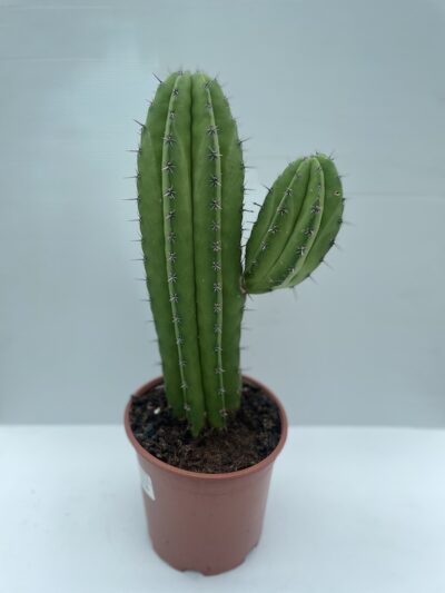 Polaskia chichipe - Vivai Frappetta