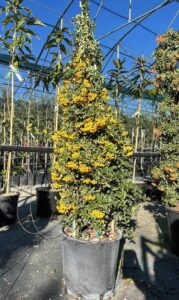 Pyracantha 'Soleil D'Or' CL25 Vivai Frappetta