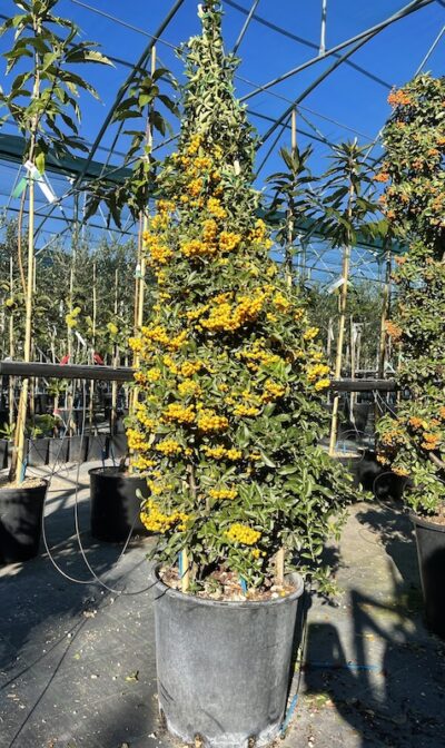 Pyracantha 'Soleil D'Or' CL25 Vivai Frappetta