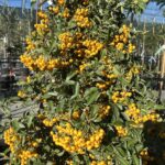 Pyracantha ‘Soleil D’Or’ - Vivai Frappetta