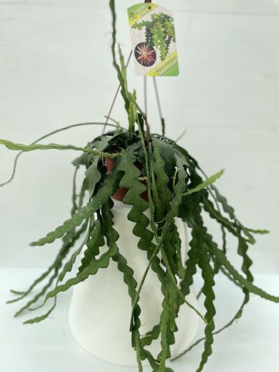 Selenicereus anthonianus