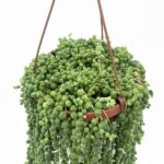 Senecio rowleyanus