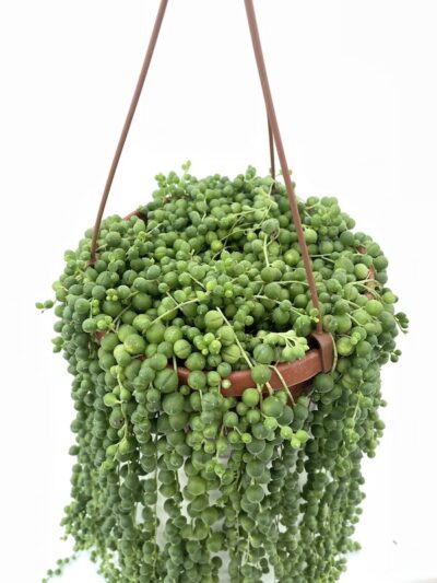 Senecio rowleyanus