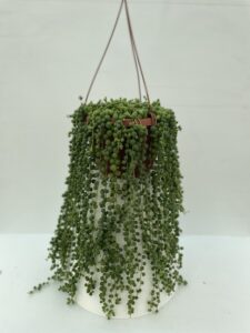 Senecio rowleyanus - Vivai Frappetta