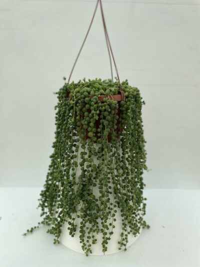 Senecio rowleyanus - Vivai Frappetta