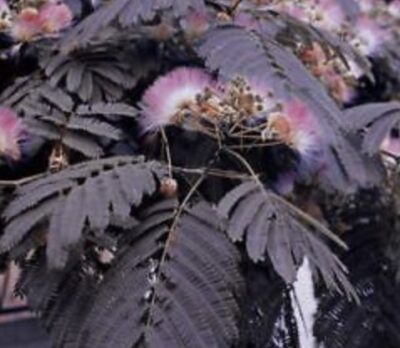 Albizia julibrissin 'Summer Chocolate'