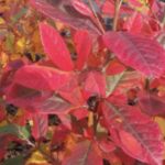 Amelanchier canadensis 'October Flame'