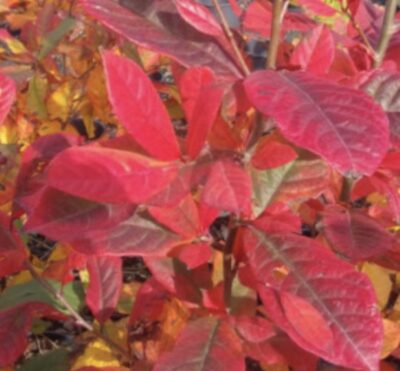 Amelanchier canadensis 'October Flame'