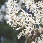 Amelanchier canadensis 'Prince William'