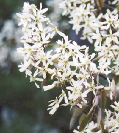 Amelanchier canadensis 'Prince William'