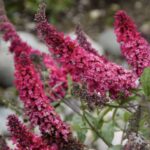 Buddleja davidii 'Charming'