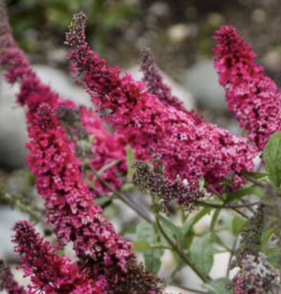 Buddleja davidii 'Charming'