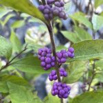 Callicarpa dichotoma ‘Issai’