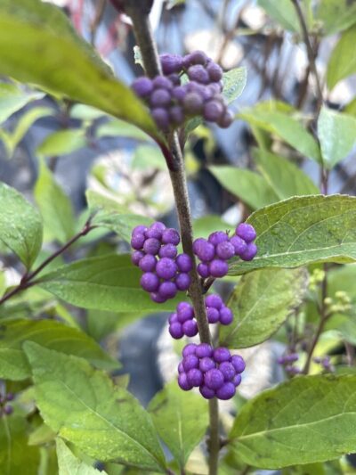 Callicarpa dichotoma ‘Issai’