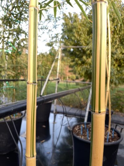 Canne Phyllostachys vivax 'Aureocaulis' - Vivai Frappetta