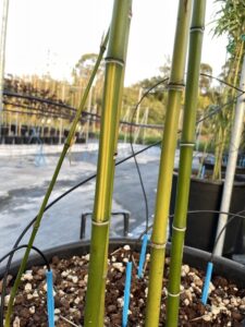 Canne di Phyllostachys vivax 'Huangenzhu' - Vivai Frappetta