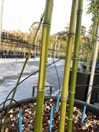 Canne di Phyllostachys vivax 'Huangenzhu' - Vivai Frappetta