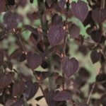 Cercidiphyllum japonicum 'Rotfuchs'