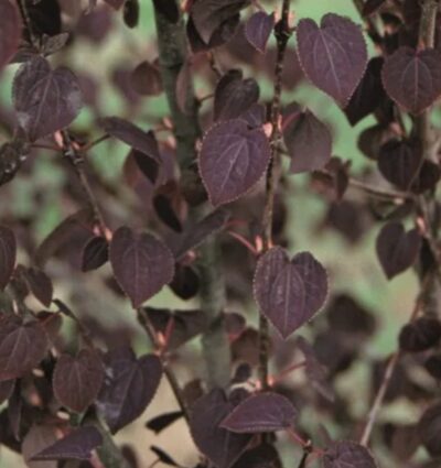 Cercidiphyllum japonicum 'Rotfuchs'