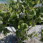 Corylus avellana 'Contorta' NOCCIOLO CONTORTO