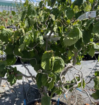 Corylus avellana 'Contorta' NOCCIOLO CONTORTO