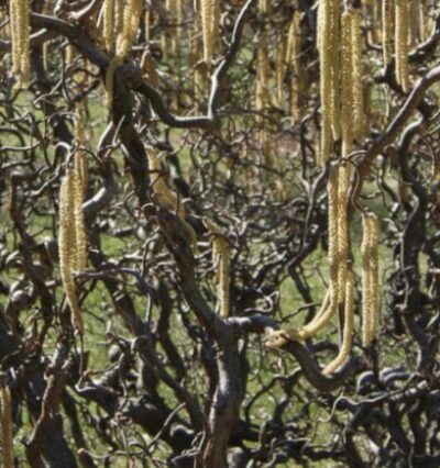 Corylus avellana 'Contorta' NOCCIOLO CONTORTO