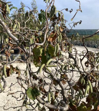 Corylus avellana ‘Contorta’ NOCCIOLO CONTORTO