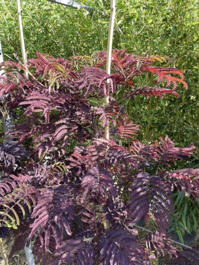 Dettaglio Albizia julibrissin 'Summer Chocolate'