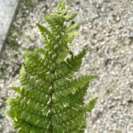 Dryopteris affinis 'Crispa'