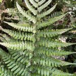 Dryopteris erythrosora 'Brilliance'