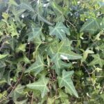 Foglie Hedera helix 'Sagittifolia' Vivai Frappetta