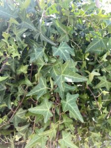 Foglie Hedera helix 'Sagittifolia' Vivai Frappetta