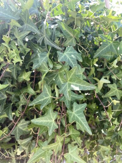 Foglie Hedera helix 'Sagittifolia' Vivai Frappetta