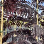 Foglie di Albizia julibrissin ‘Summer Chocolate’ - Vivai Frappetta