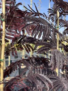 Foglie di Albizia julibrissin ‘Summer Chocolate’ - Vivai Frappetta