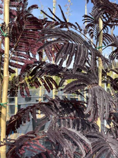 Foglie di Albizia julibrissin ‘Summer Chocolate’ - Vivai Frappetta