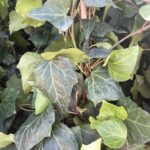 Foglie di Hedera algeriensis - Vivai Frappetta