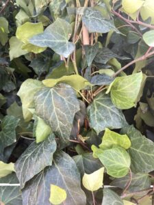 Foglie di Hedera algeriensis - Vivai Frappetta