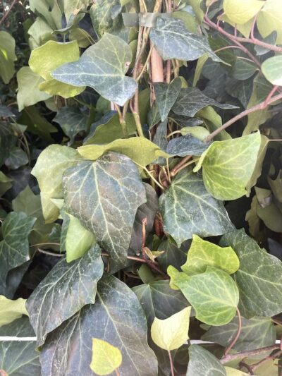 Foglie di Hedera algeriensis - Vivai Frappetta