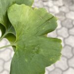 Ginkgo biloba 'Andrè Briant'