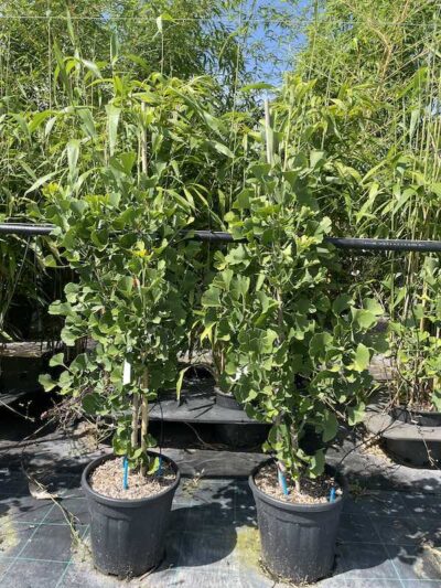 Ginkgo biloba ‘Andrè Briant’