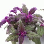 Gynura aurantica - Vivai Frappetta