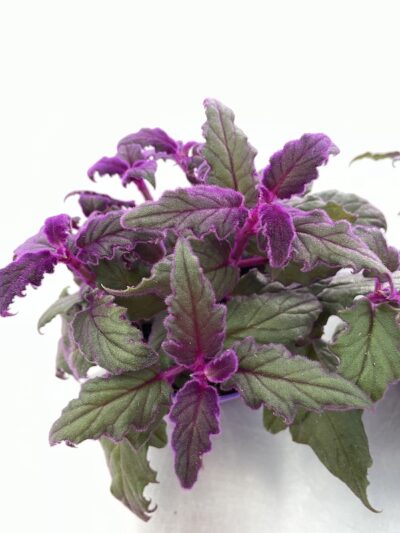 Gynura aurantica - Vivai Frappetta