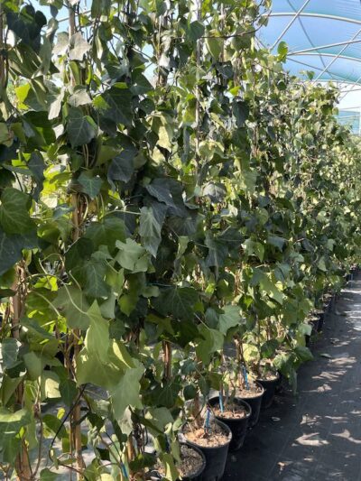 Hedera algeriensis CL3 Vivai Frappetta