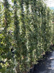 Hedera helix 'Sagittifolia'